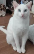 Mingau 