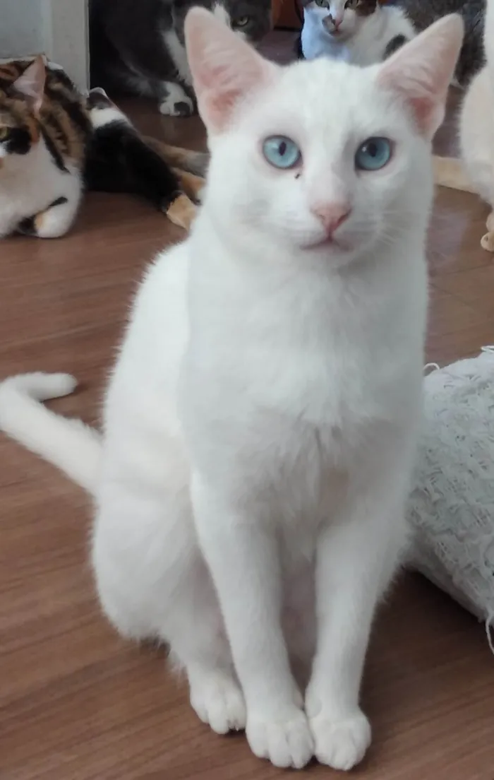 Gato ra a SRD-ViraLata idade 1 ano nome Mingau 