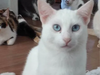 Gato raça SRD-ViraLata idade 1 ano nome Mingau 