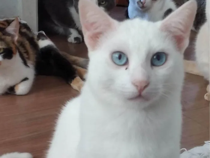 Gato ra a SRD-ViraLata idade 1 ano nome Mingau 