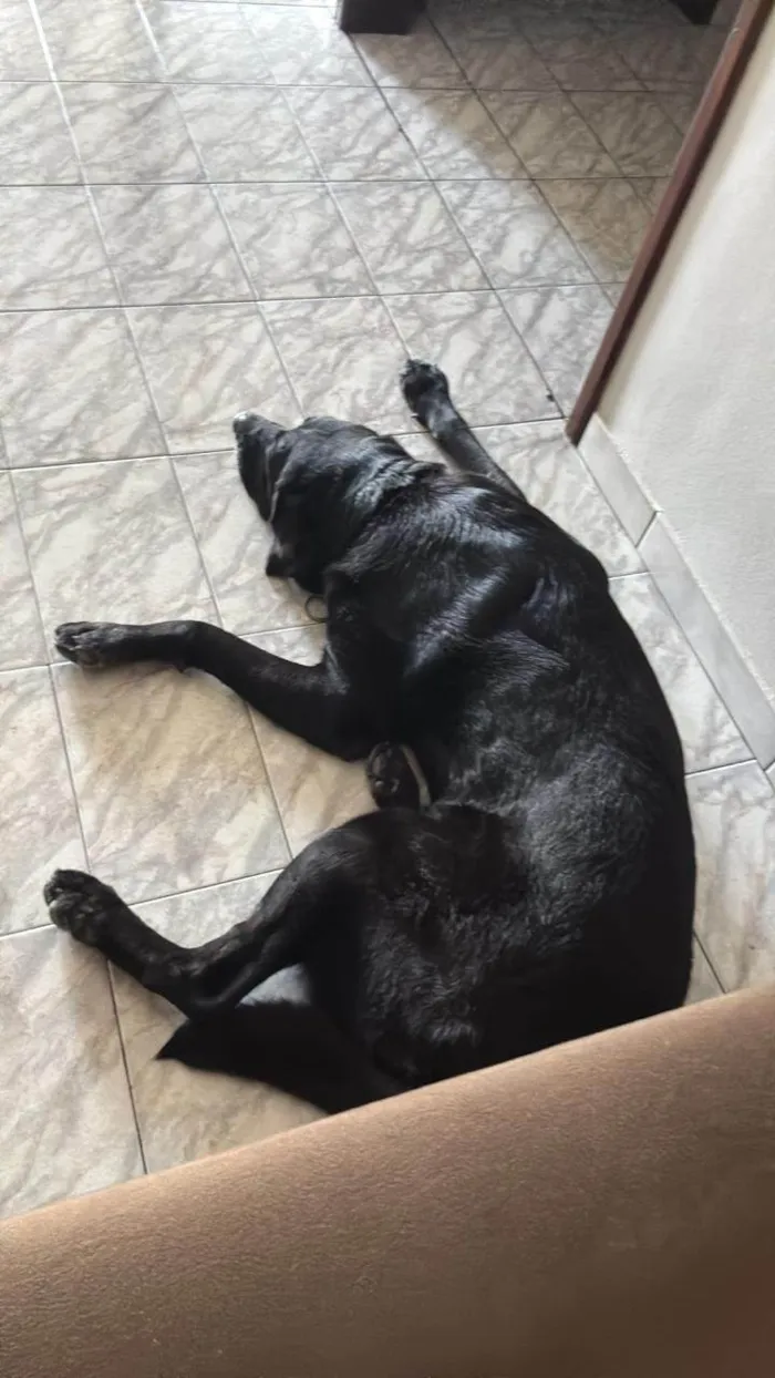 Cachorro ra a Labrador idade 6 ou mais anos nome Doc