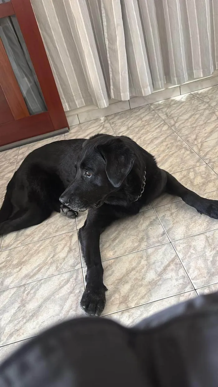 Cachorro ra a Labrador idade 6 ou mais anos nome Doc