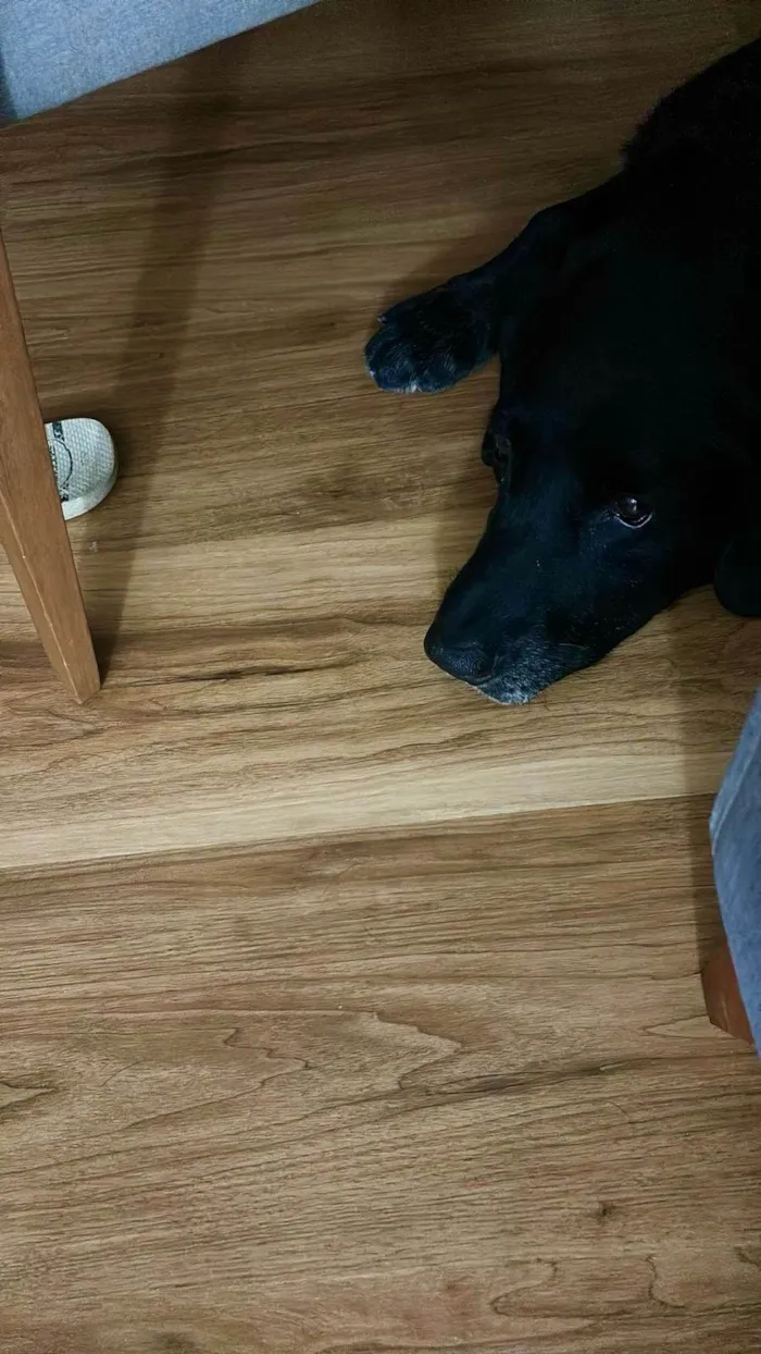 Cachorro ra a Labrador idade 6 ou mais anos nome Doc