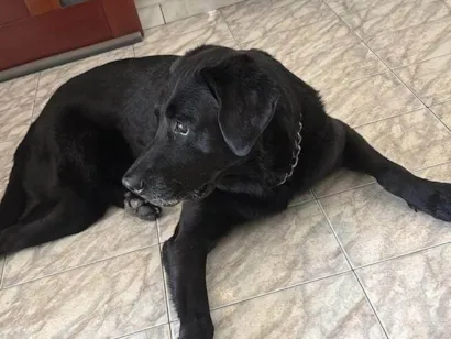 Cachorro raça Labrador idade 6 ou mais anos nome Doc