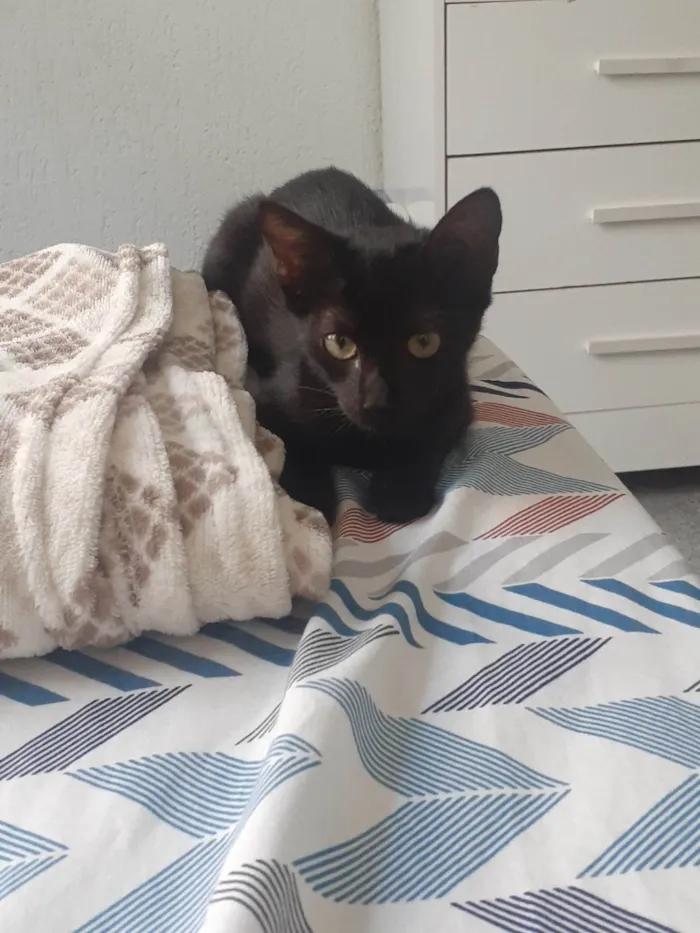 Gato ra a SRD-ViraLata idade 2 a 6 meses nome Neguinha