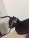 Neguinha