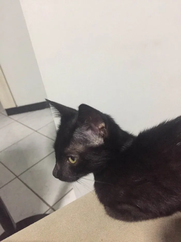 Gato ra a SRD-ViraLata idade 2 a 6 meses nome Neguinha
