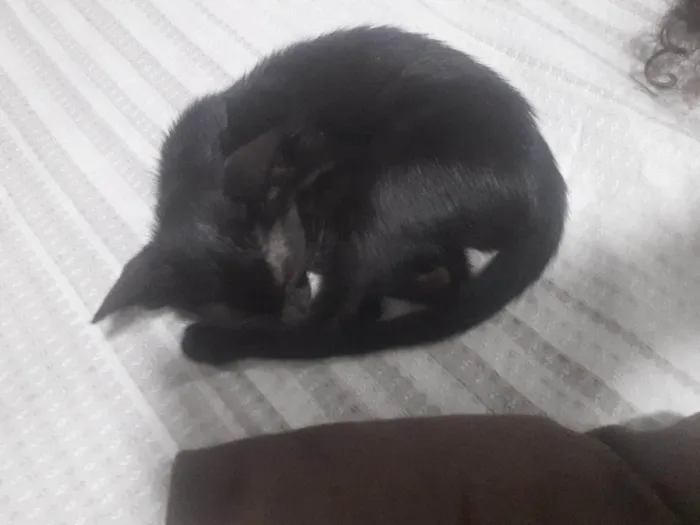 Gato ra a SRD-ViraLata idade 2 a 6 meses nome Neguinha