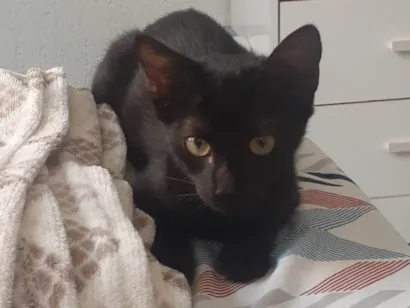 Gato raça SRD-ViraLata idade 2 a 6 meses nome Neguinha