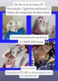 Gatinhos de 3,5 meses pra adoção 