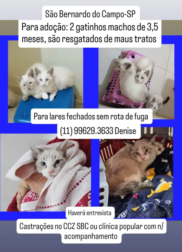 Gato ra a SRD-ViraLata idade 2 a 6 meses nome Gatinhos de 3,5 meses pra adoção 