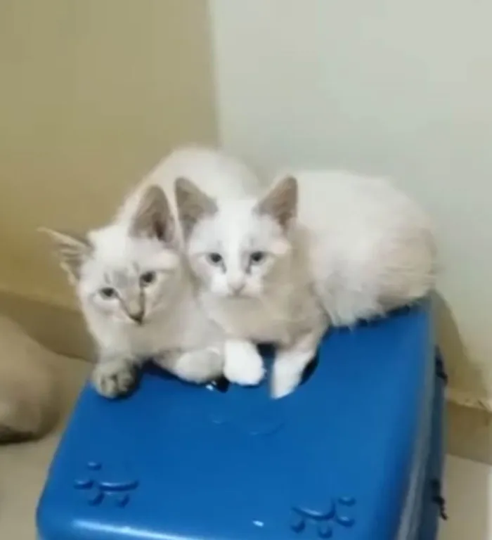 Gato ra a SRD-ViraLata idade 2 a 6 meses nome Gatinhos de 3,5 meses pra adoção 