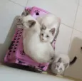 Gatinhos de 3,5 meses pra adoção 