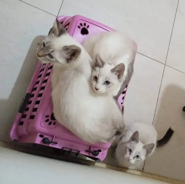 Gato ra a SRD-ViraLata idade 2 a 6 meses nome Gatinhos de 3,5 meses pra adoção 