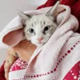 Gatinhos de 3,5 meses pra adoção 