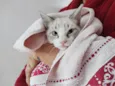 Gatinhos de 3,5 meses pra adoção 