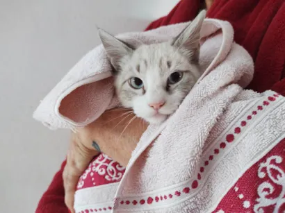 Gato raça SRD-ViraLata idade 2 a 6 meses nome Gatinhos de 3,5 meses pra adoção 
