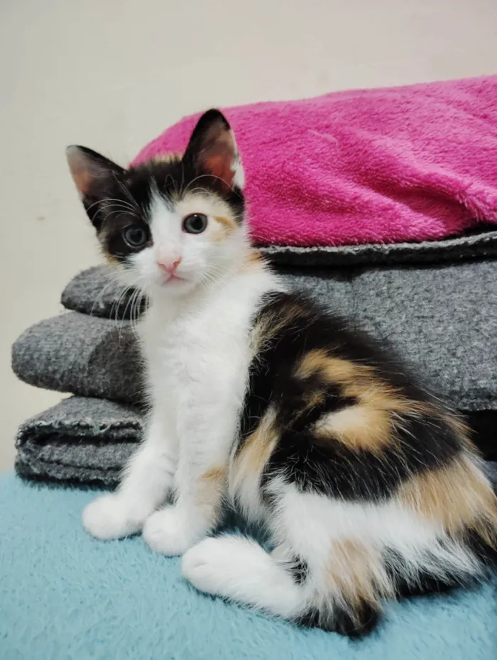 Gato ra a American Shorthair idade Abaixo de 2 meses nome Não tem nome
