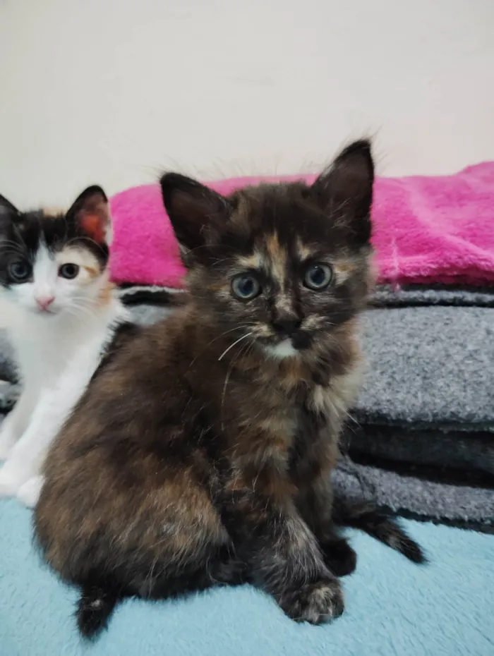 Gato ra a American Shorthair idade Abaixo de 2 meses nome Não tem nome