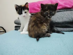 Gato raça American Shorthair idade Abaixo de 2 meses nome Não tem nome
