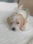 Chico 