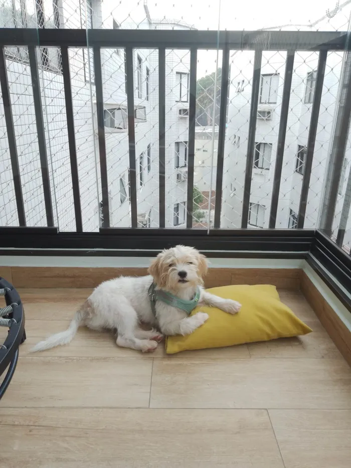Cachorro ra a Basset-Cofap idade 1 ano nome Chico 