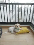 Chico