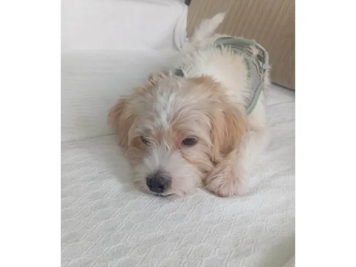 Cachorro ra a Basset-Cofap idade 1 ano nome Chico 