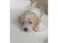 Chico