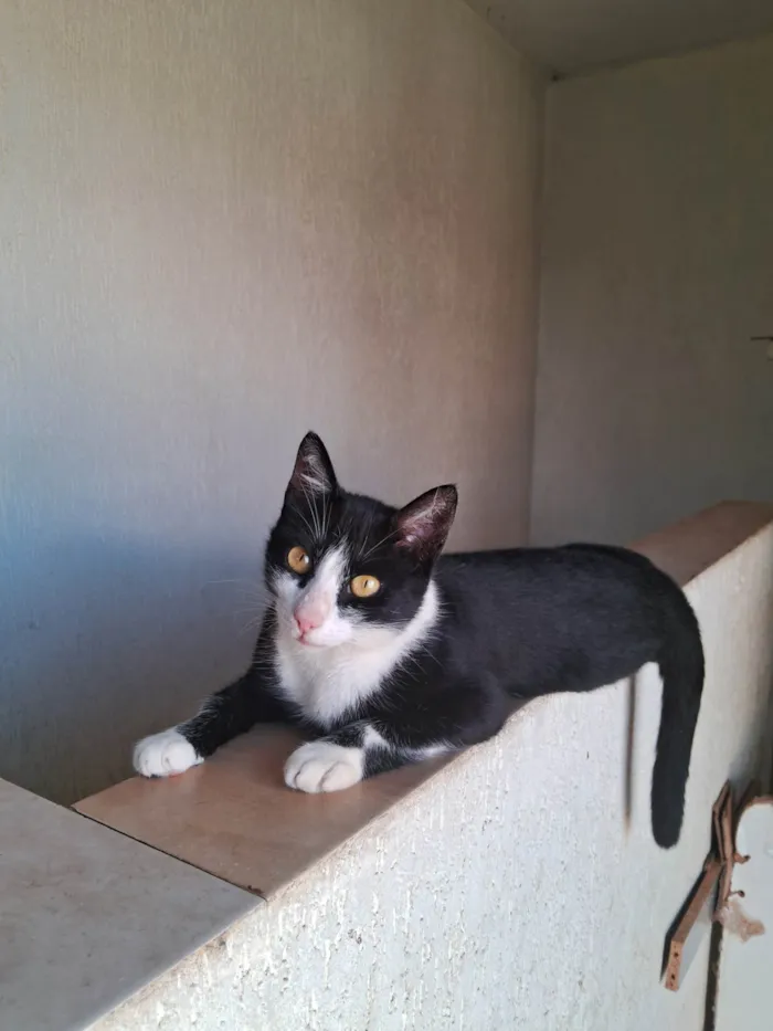 Gato ra a SRD-ViraLata idade 2 anos nome Nina 