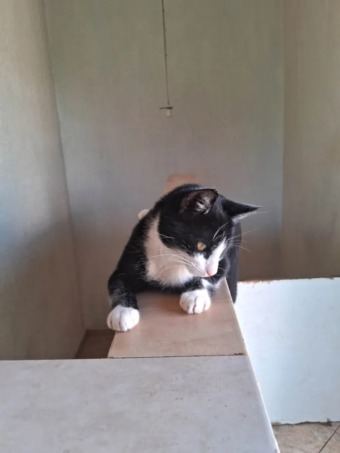 Gato ra a SRD-ViraLata idade 2 anos nome Nina 