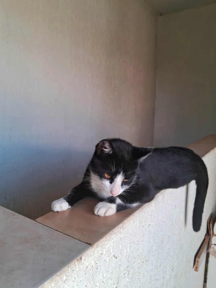 Gato ra a SRD-ViraLata idade 2 anos nome Nina 
