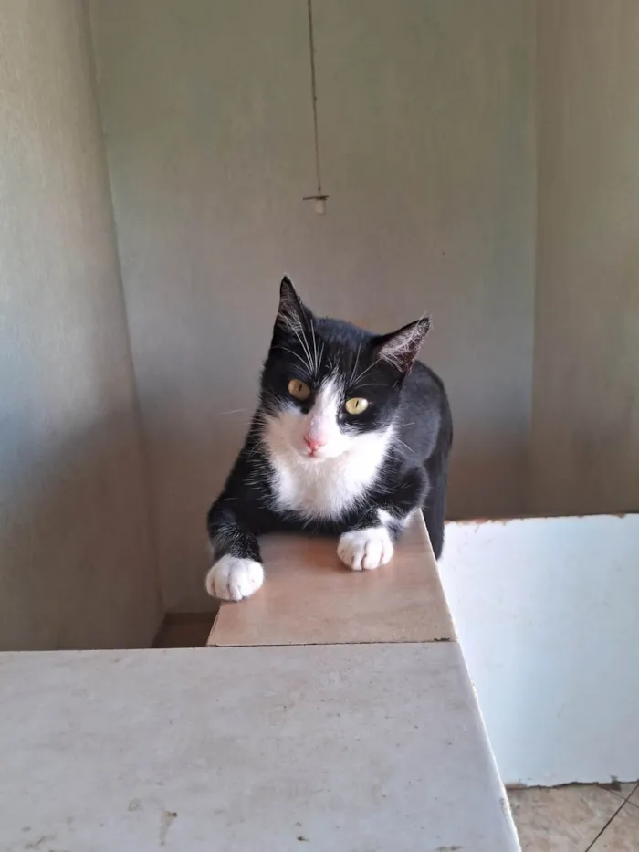 Gato ra a SRD-ViraLata idade 2 anos nome Nina 