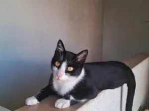 Gato raça SRD-ViraLata idade 2 anos nome Nina 
