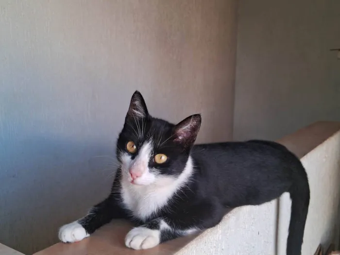 Gato ra a SRD-ViraLata idade 2 anos nome Nina 