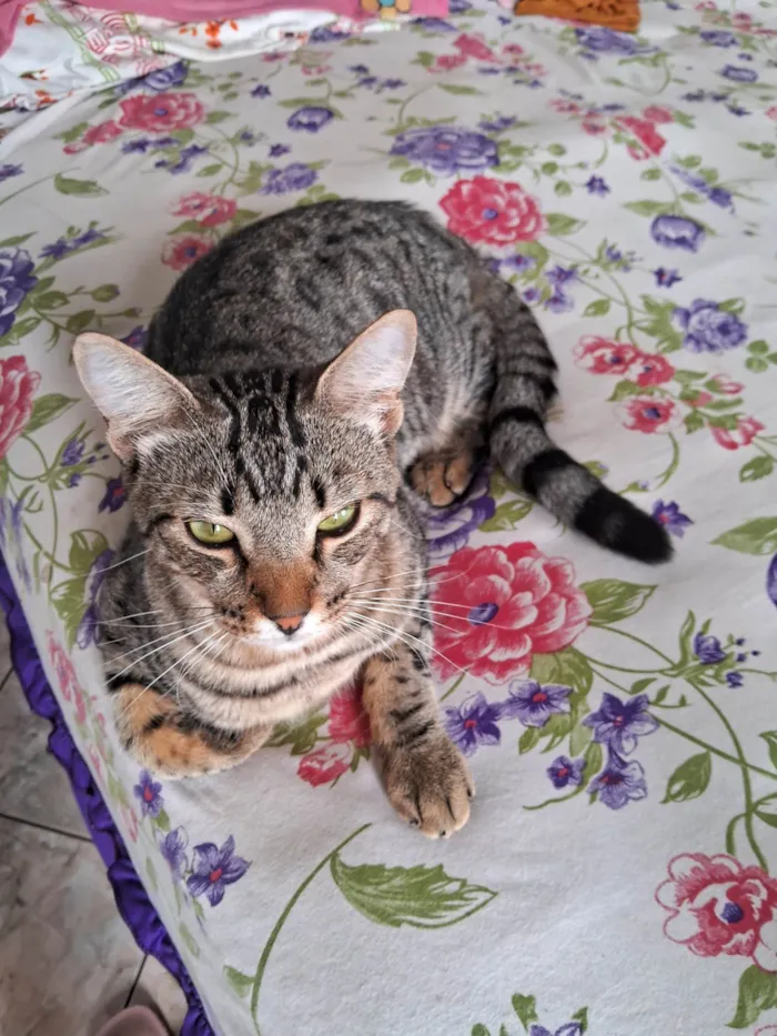 Gato ra a SRD-ViraLata idade 1 ano nome Zeus