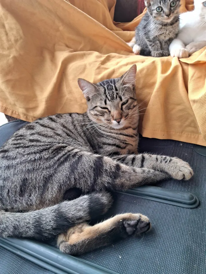 Gato ra a SRD-ViraLata idade 1 ano nome Zeus