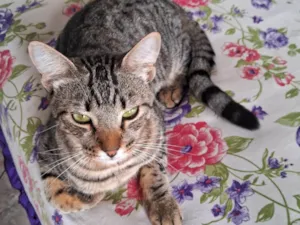 Gato raça SRD-ViraLata idade 1 ano nome Zeus
