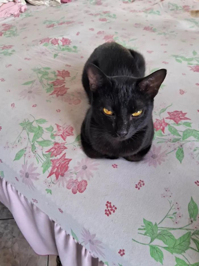 Gato ra a SRD-ViraLata idade 7 a 11 meses nome Fênix 8 meses 