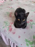 Fênix 8 meses