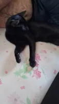 Fênix 8 meses