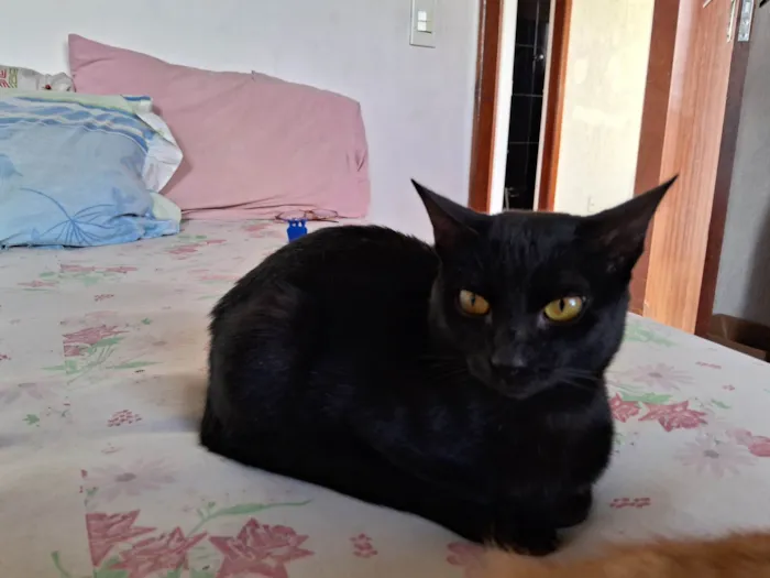 Gato ra a SRD-ViraLata idade 7 a 11 meses nome Fênix 8 meses 