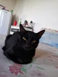 Fênix 8 meses 