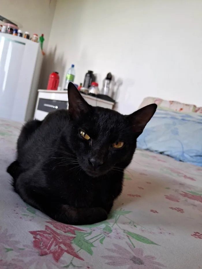 Gato ra a SRD-ViraLata idade 7 a 11 meses nome Fênix 8 meses 
