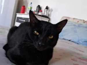 Gato raça SRD-ViraLata idade 7 a 11 meses nome Fênix 8 meses 