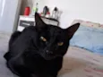 Fênix 8 meses