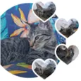 Suri