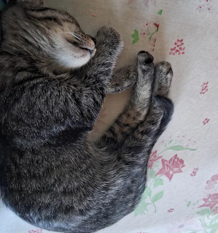 Gato ra a SRD-ViraLata idade 2 a 6 meses nome Suri