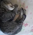 Suri