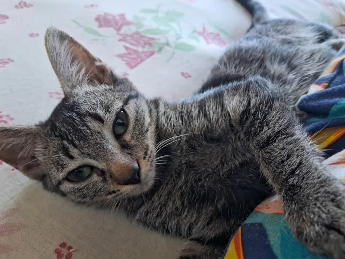 Gato ra a SRD-ViraLata idade 2 a 6 meses nome Suri